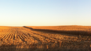 This photo shows a cornfield near Davenport, Iowa where “Children of the Corn” was filmed. Davenport is part of an area known as The Quad Cities that include four counties in southeast Iowa and northeast Illinois. Photo courtesy of physics.org. 